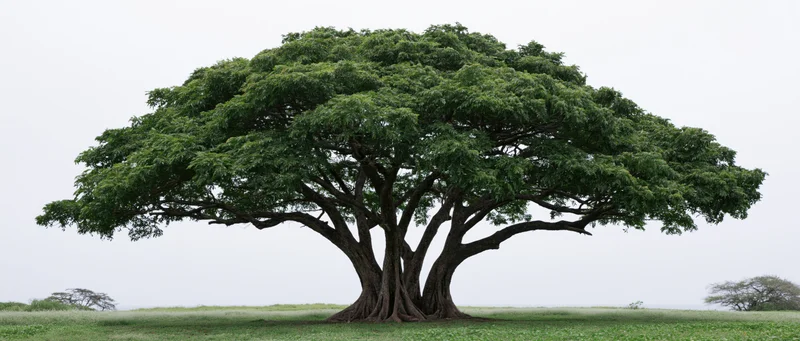 Large mature tropical rain tree standing alone in an open grassy field under overcast sky