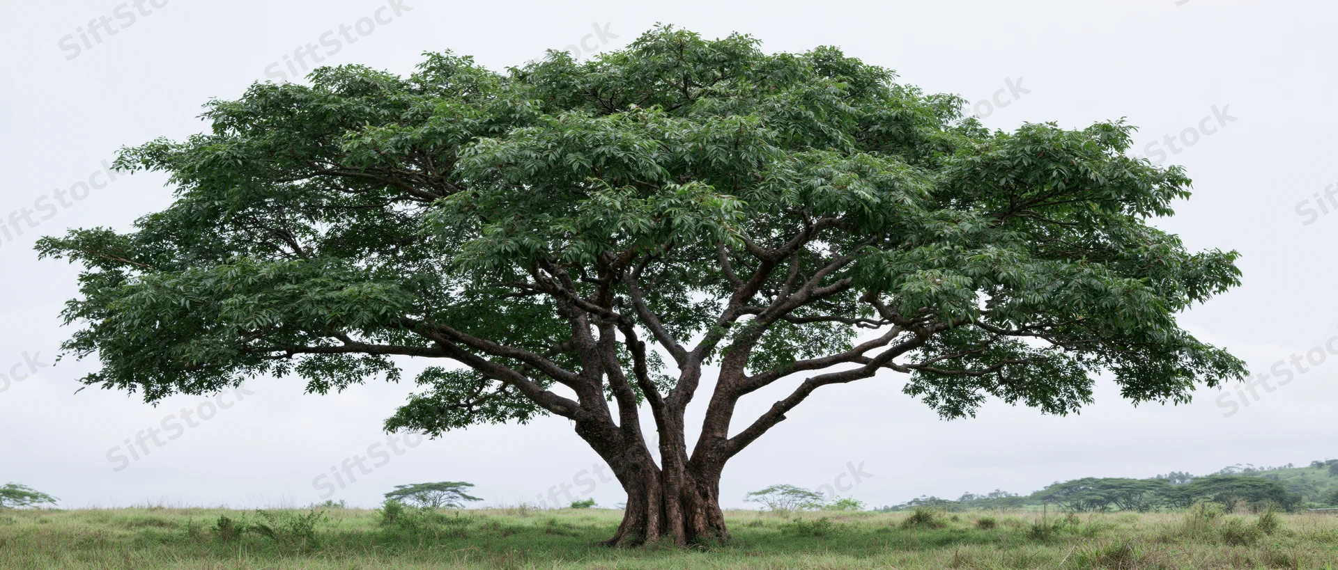 Large mature tropical rain tree standing alone in an open grassy field under overcast sky