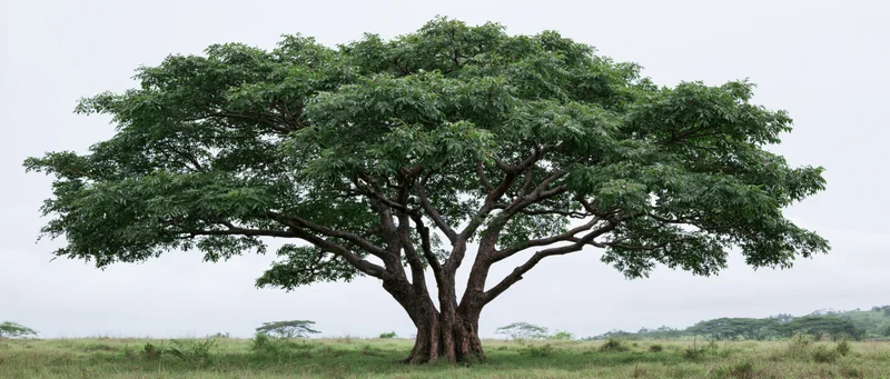 Large mature tropical rain tree standing alone in an open grassy field under overcast sky