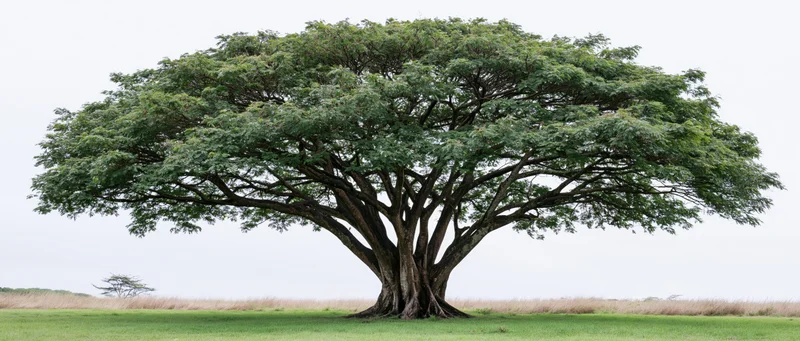 Large mature tropical rain tree standing alone in an open grassy field under overcast sky