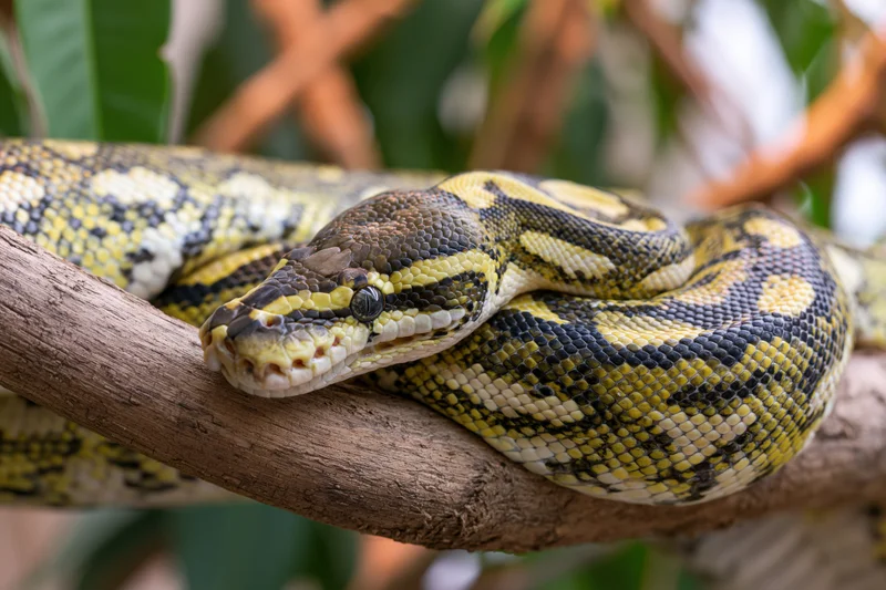 Python coiled and resting on a thick wooden branch in a leafy environment