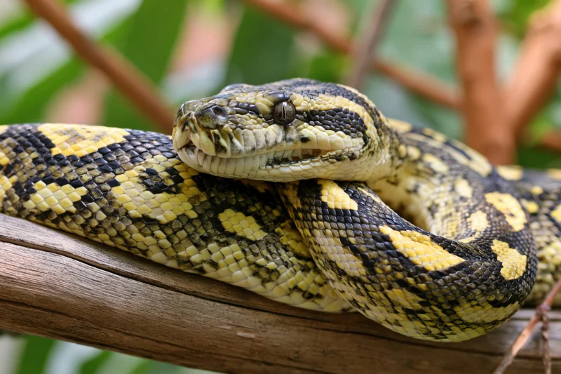 Python coiled and resting on a thick wooden branch in a leafy environment