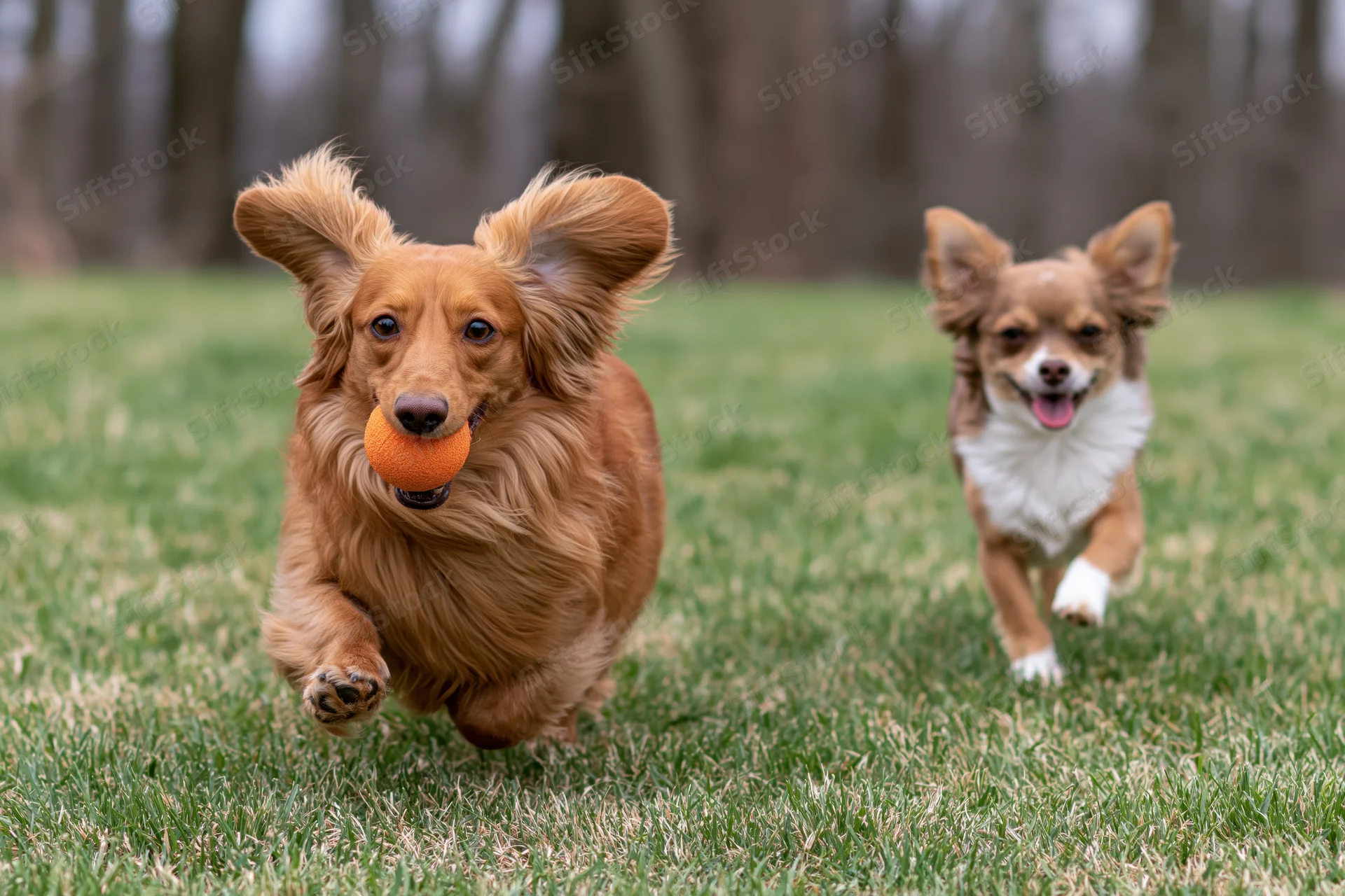 Long-haired red dachshund running with orange ball in grass field, chihuahua chasing behind