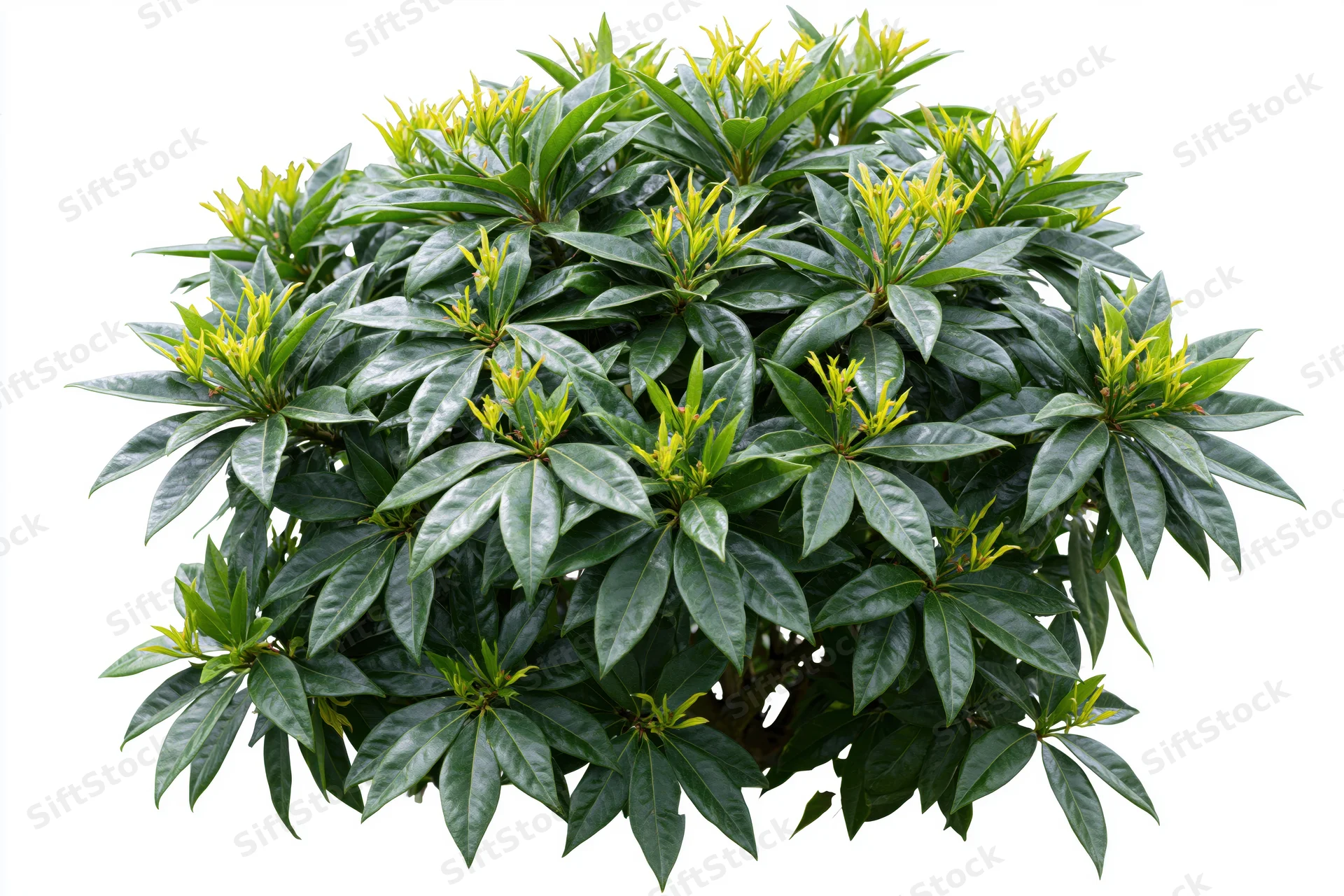 Low dense ornamental shrub with glossy palmate leaves isolated on white background