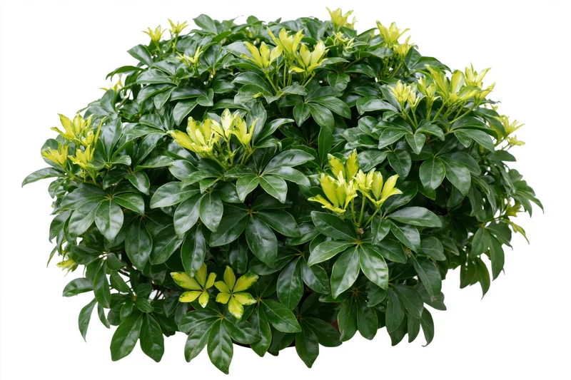 Low dense ornamental shrub with glossy palmate leaves isolated on white background