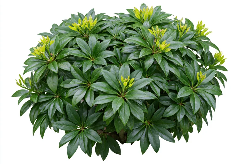 Low dense ornamental shrub with glossy palmate leaves isolated on white