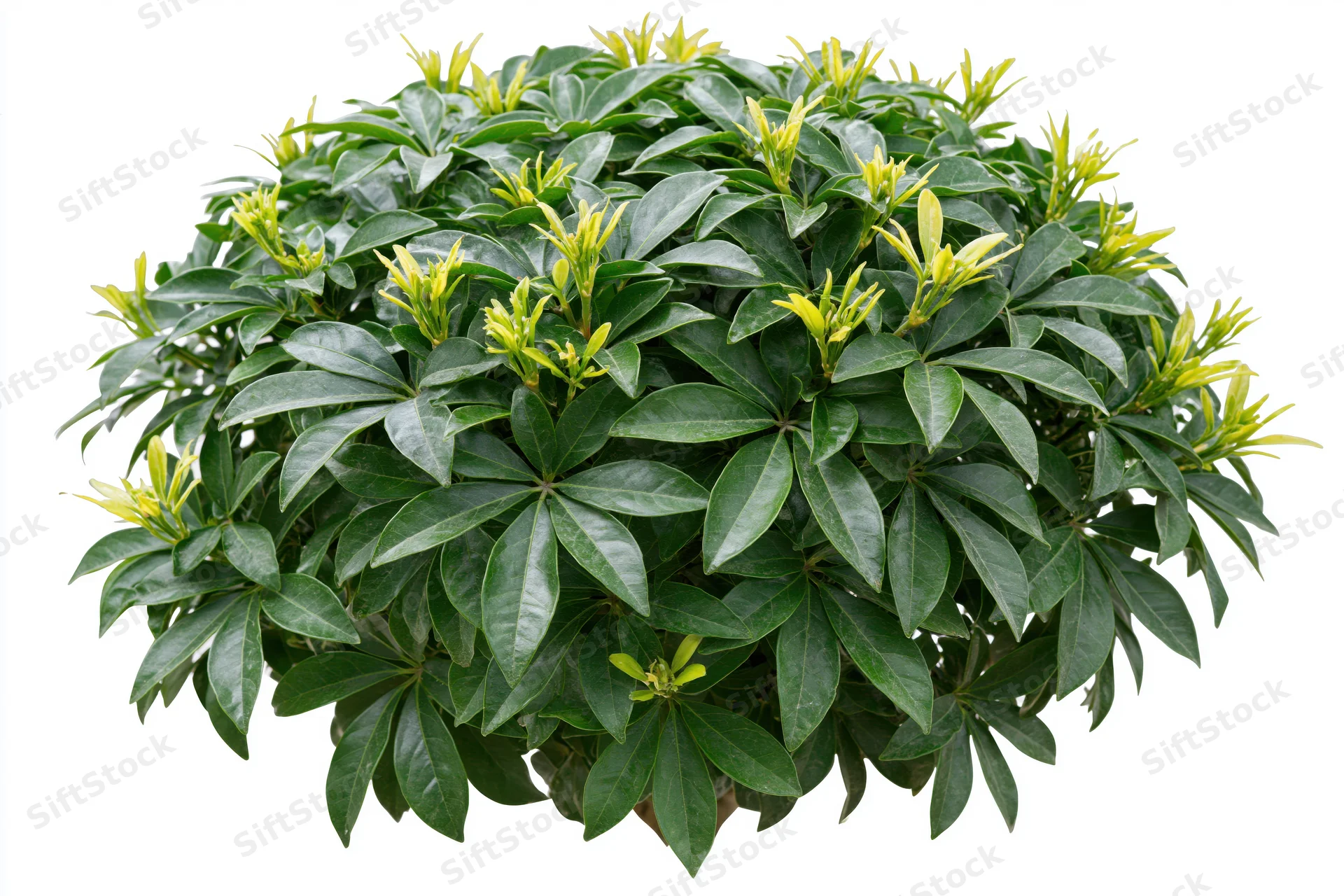 Low dense ornamental shrub with glossy palmate leaves isolated on white