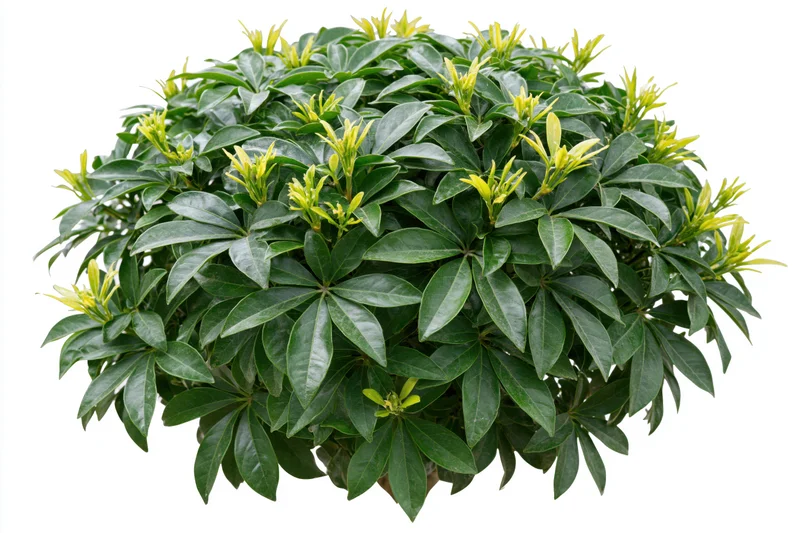 Low dense ornamental shrub with glossy palmate leaves isolated on white