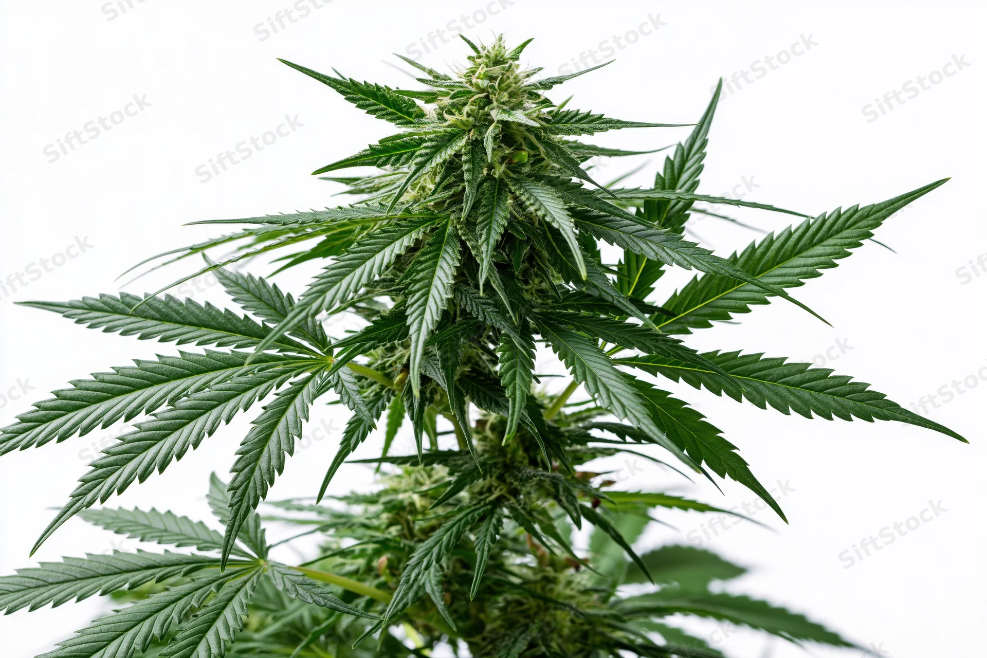 Mature cannabis plant in full flower with large cola bud against white background