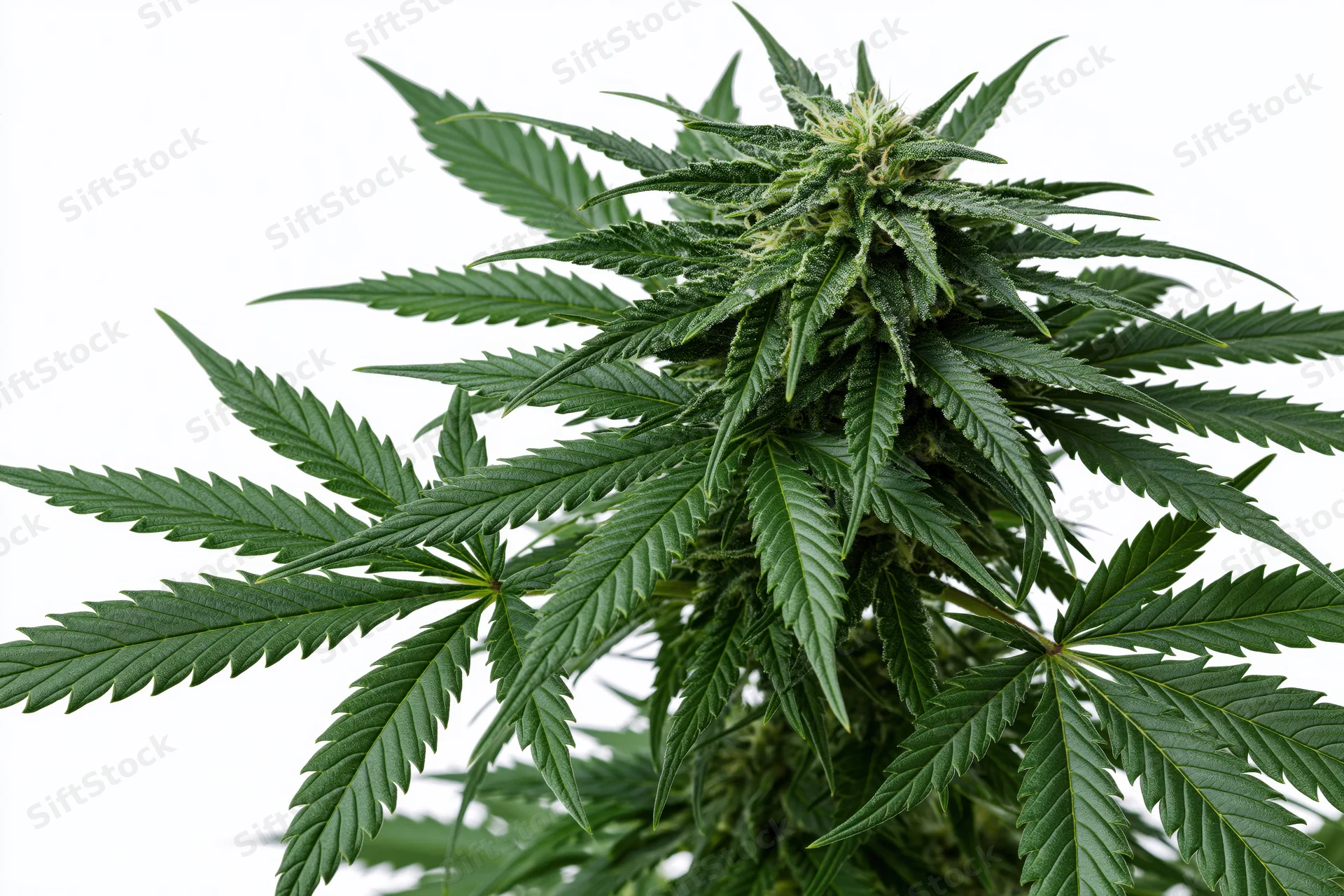 Mature cannabis plant in full flower with large cola bud and green leaves against white background