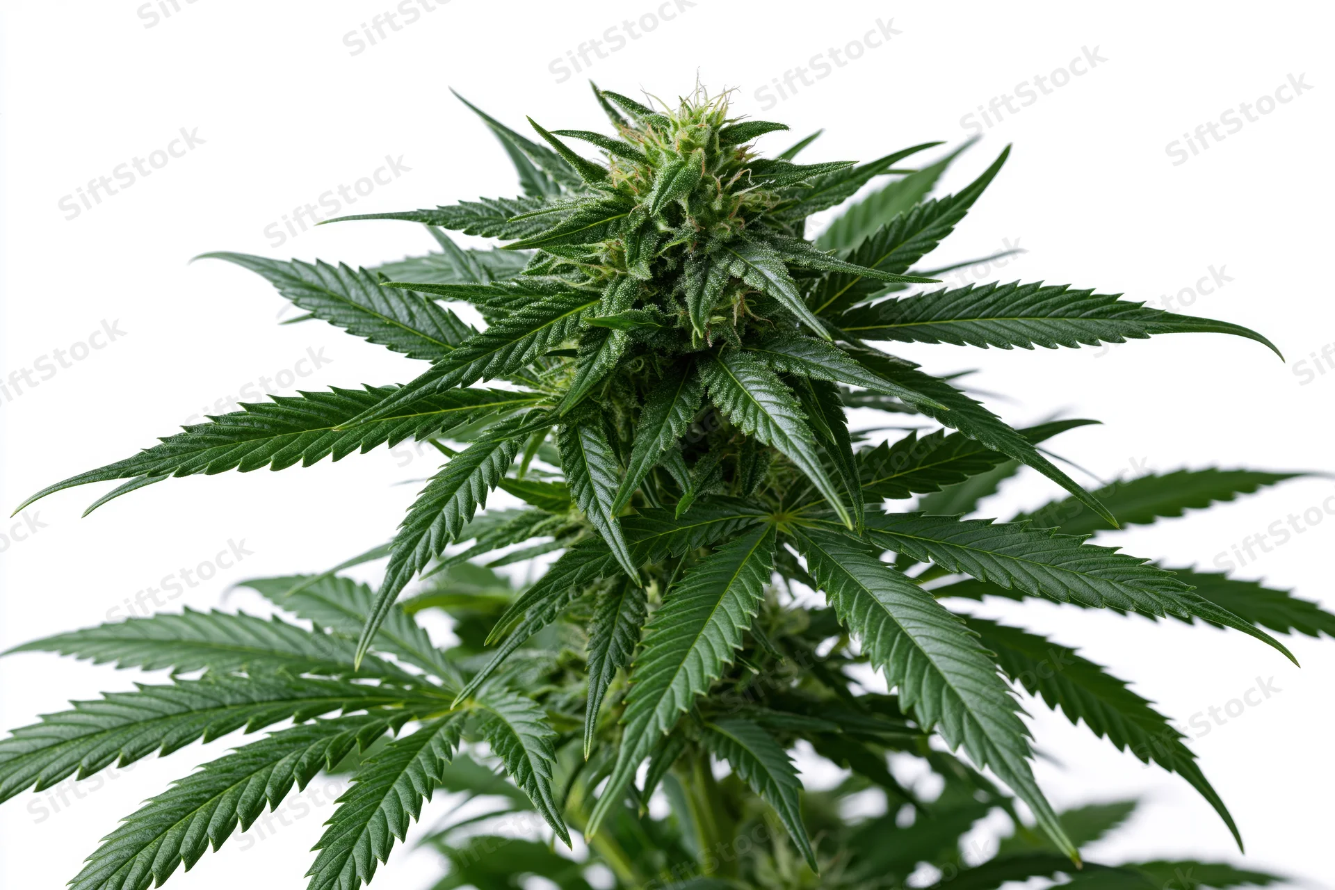 Mature cannabis plant in full bloom with large cola bud and green leaves against white background