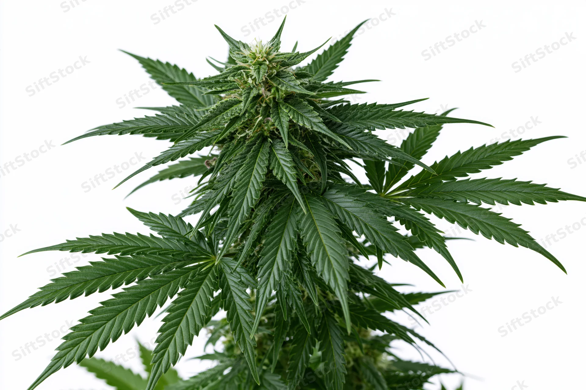 Mature cannabis plant in full flower with large cola bud against white background