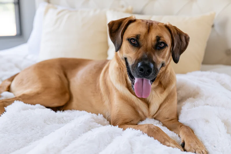 Tan mixed-breed dog lying relaxed on white blanket in bedroom