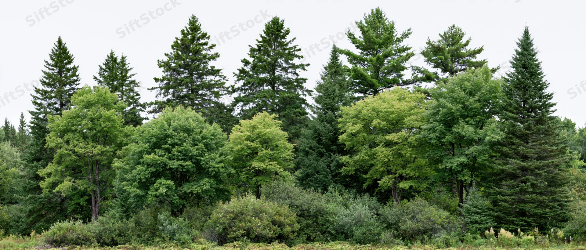 Mixed cluster of evergreen and deciduous trees in a forested landscape during summer