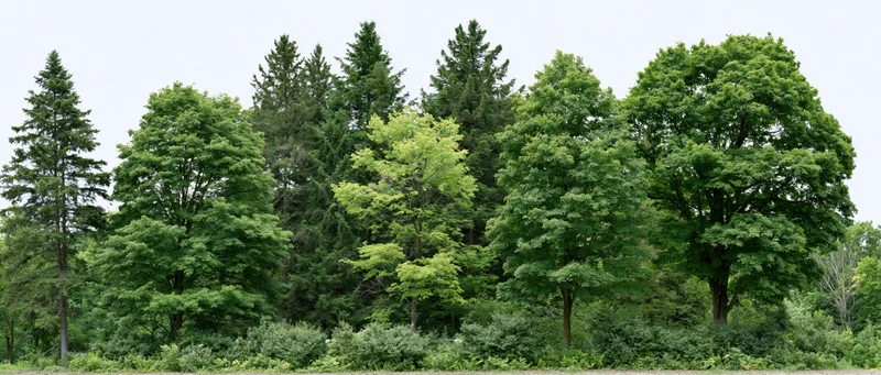 Mixed cluster of deciduous and evergreen trees in full summer growth along a forest edge
