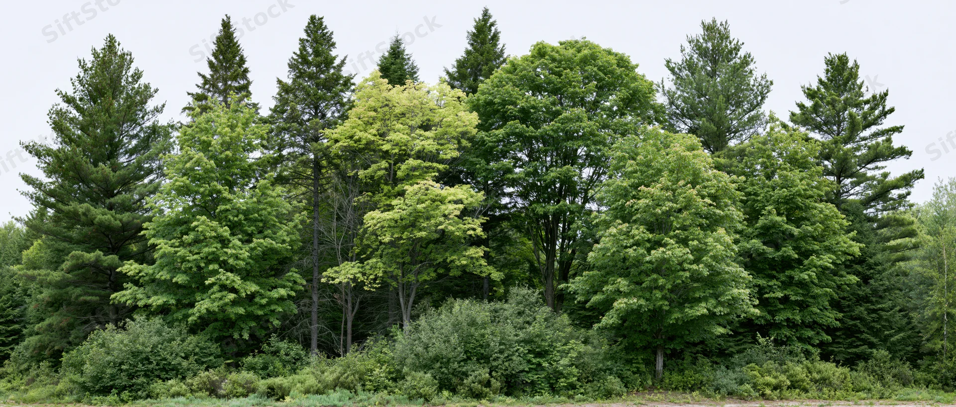 Mixed deciduous and evergreen trees forming a dense forest canopy in summer