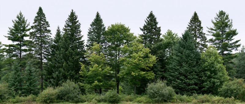 Mixed cluster of evergreen and deciduous trees in a forested landscape during summer