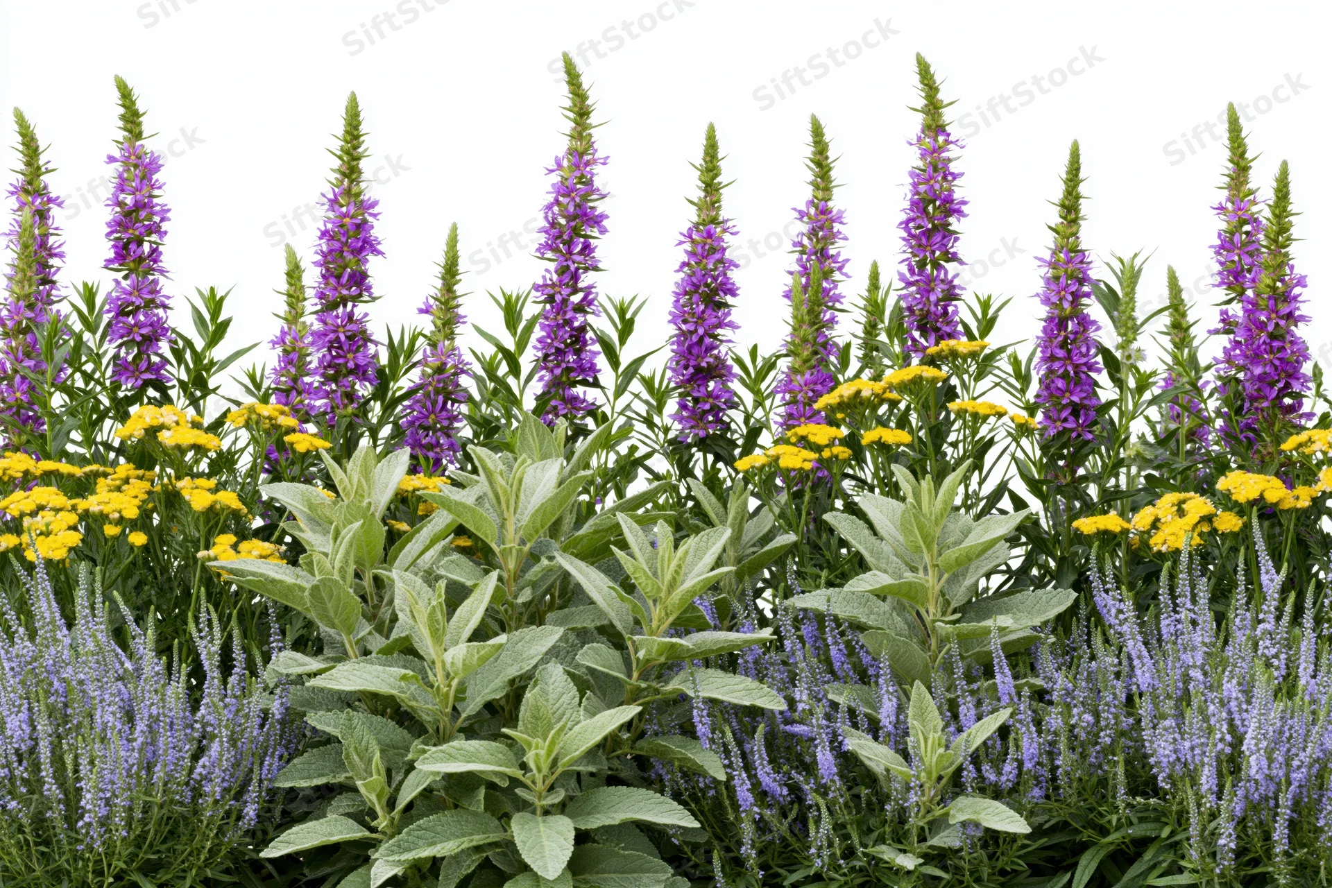 Mixed wildflower border with purple salvia loosestrife and yellow blooms against white background