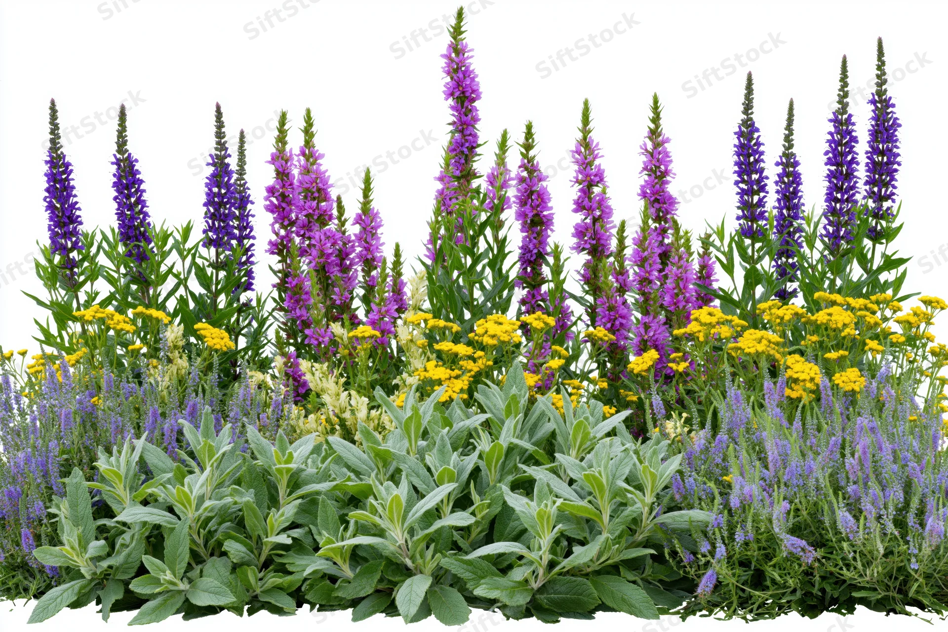 Mixed wildflower border with purple salvia and yellow blooms in front of white background