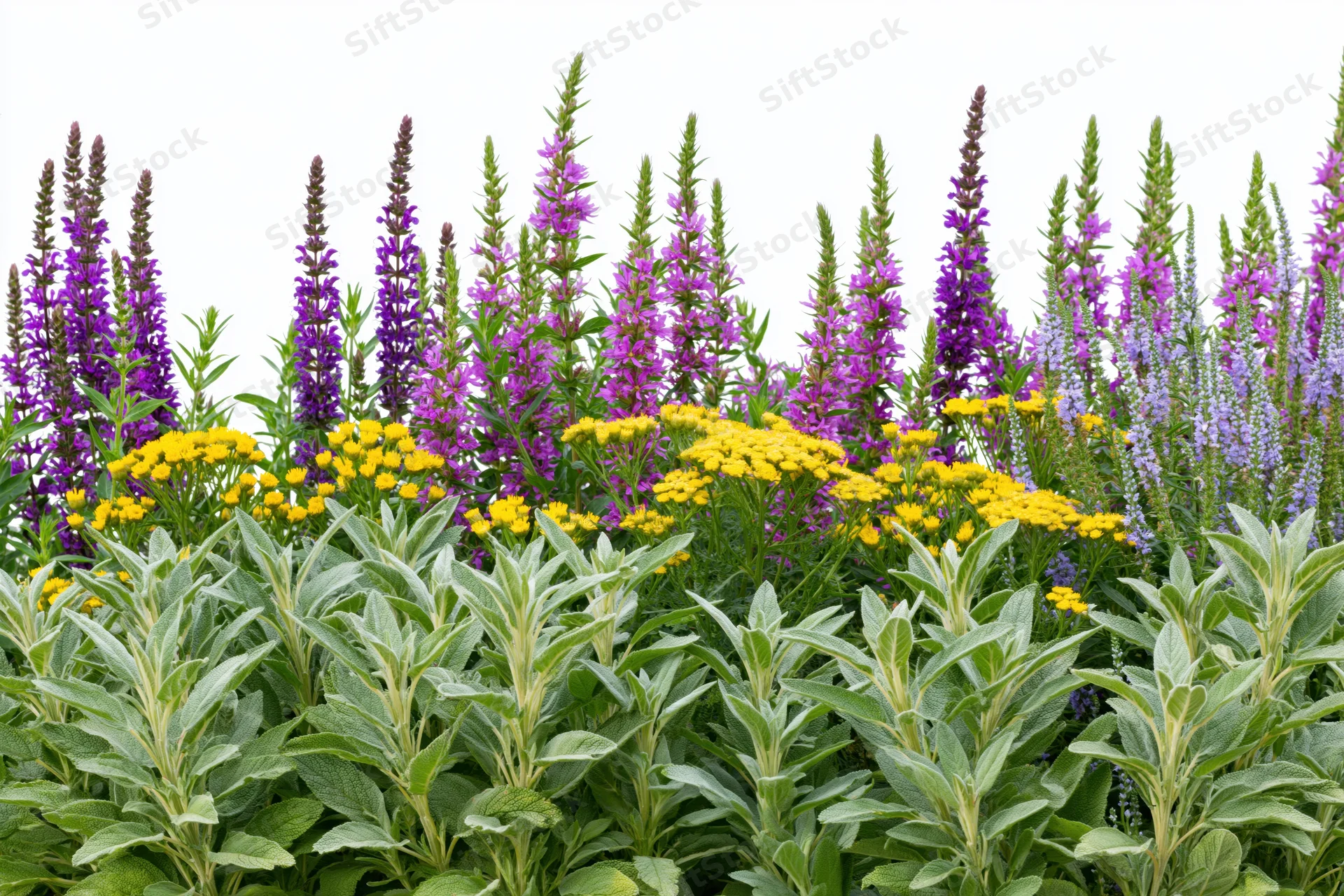 A mixed wildflower border with purple salvia and yellow flowers in front of silvery sage foliage