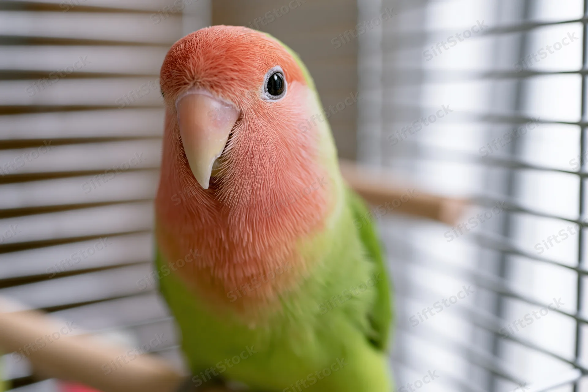 Peach-faced lovebird perched inside wire cage looking forward