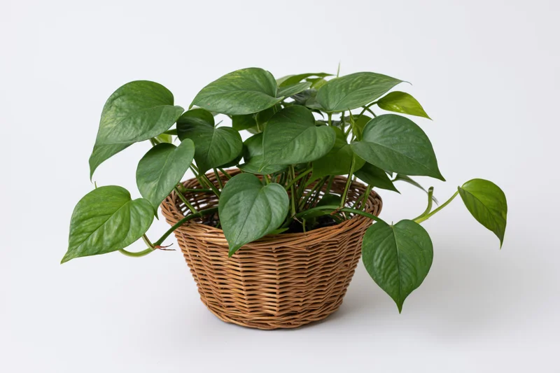 Pothos houseplant with heart-shaped green leaves trailing from a wicker basket on white background