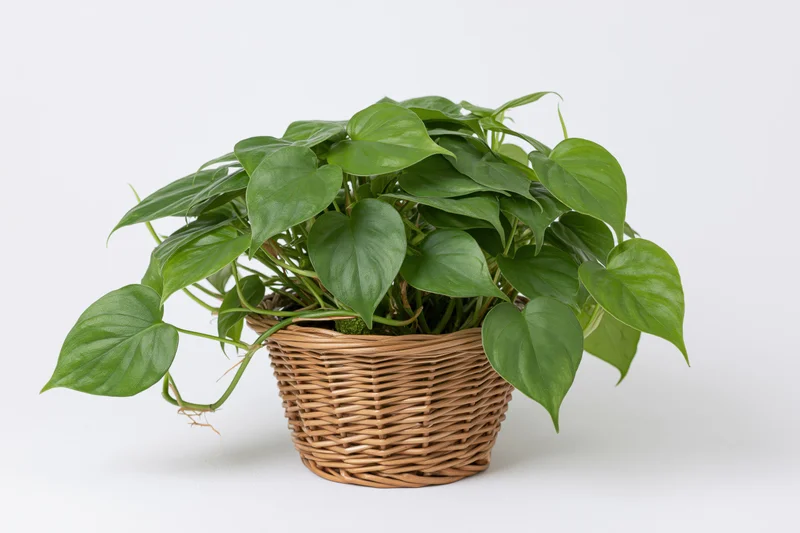 Pothos houseplant with heart-shaped green leaves trailing from a wicker basket on white background