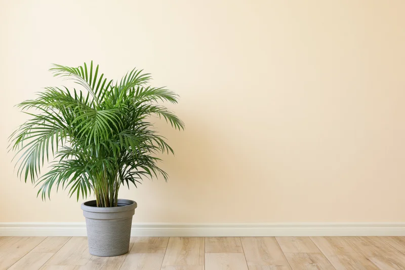 Potted areca palm on light wood floor against beige wall