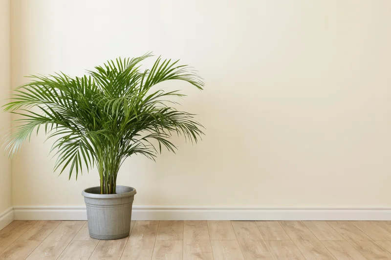 Areca palm in gray pot on light wood floor against cream wall in corner of room