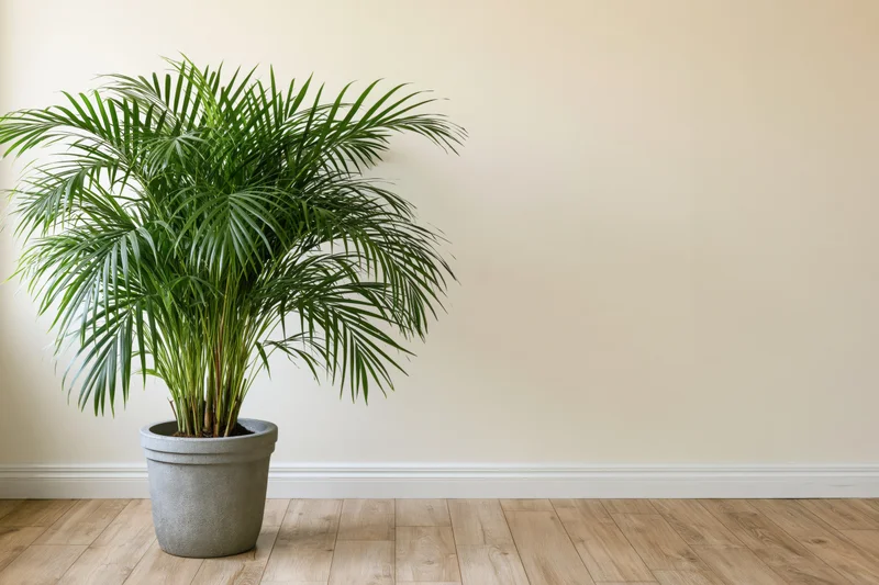 Areca palm in gray pot on light wood floor against beige wall