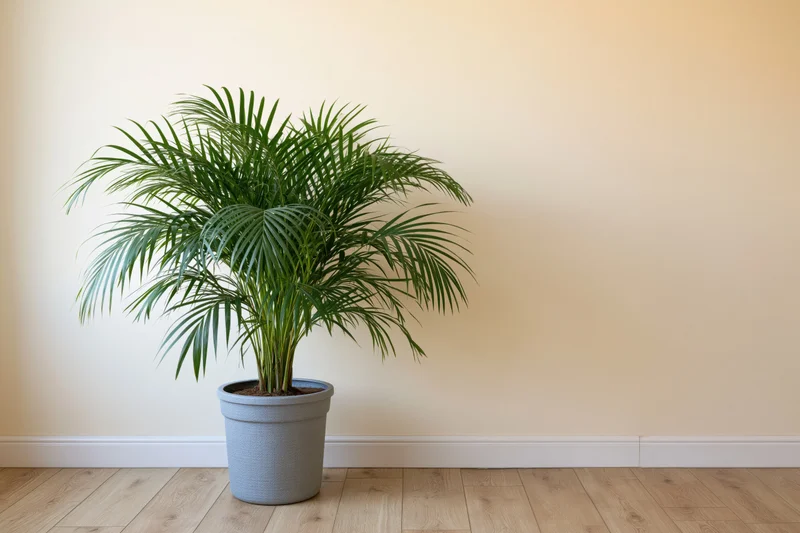 Areca palm in gray pot on light wood floor against beige wall