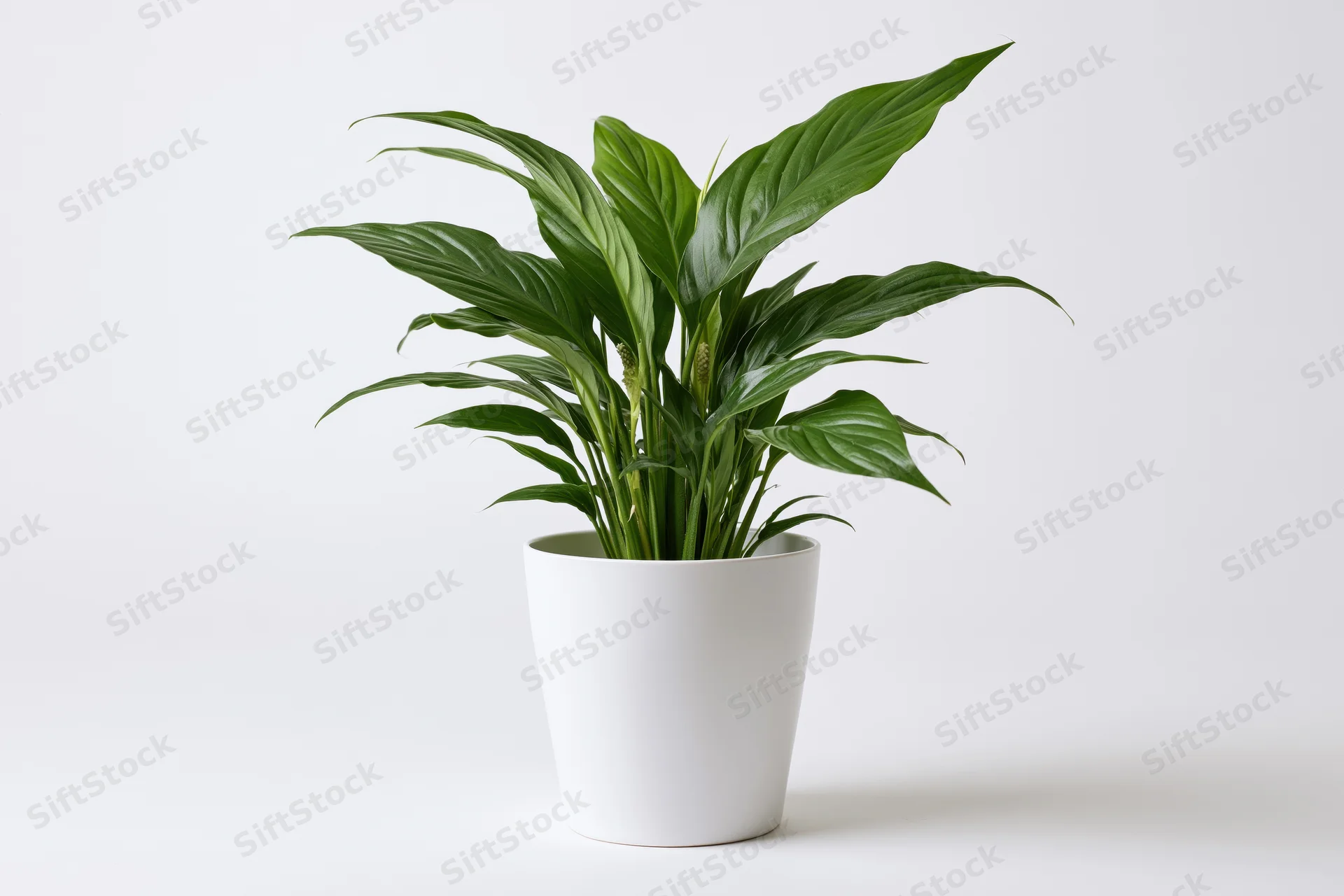 Spathiphyllum houseplant in white ceramic pot on plain white background
