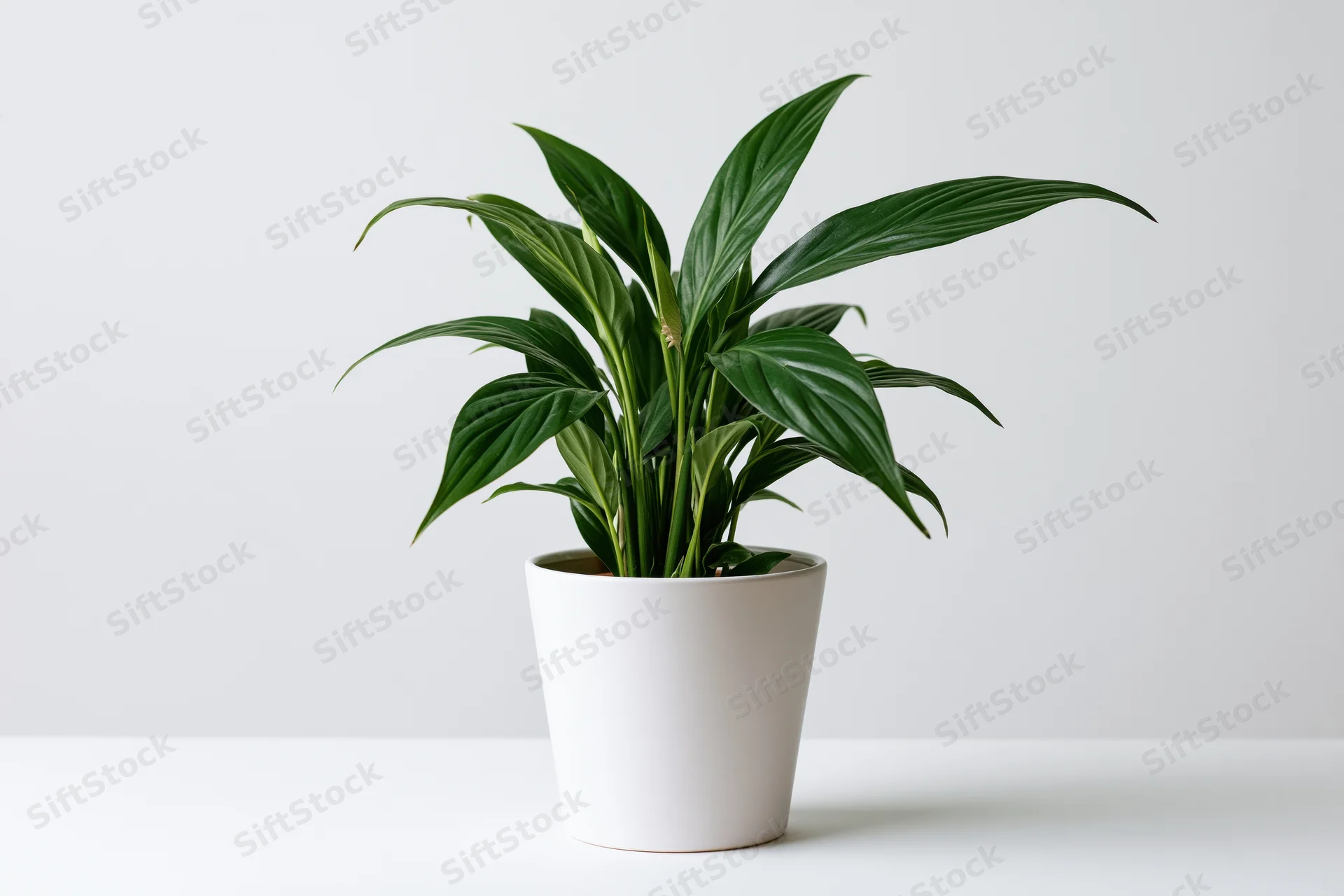 Spathiphyllum houseplant in white ceramic pot on white surface