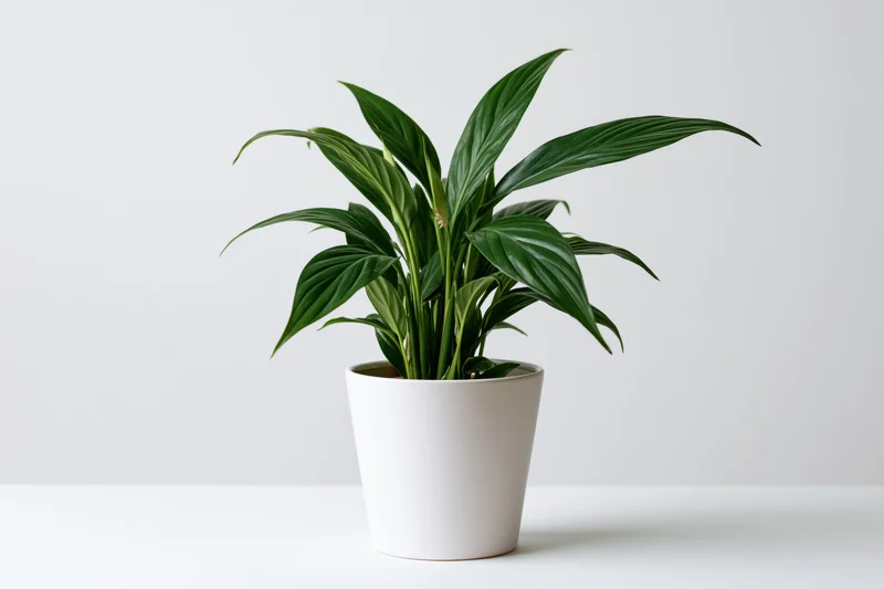 Spathiphyllum houseplant in white ceramic pot on white surface