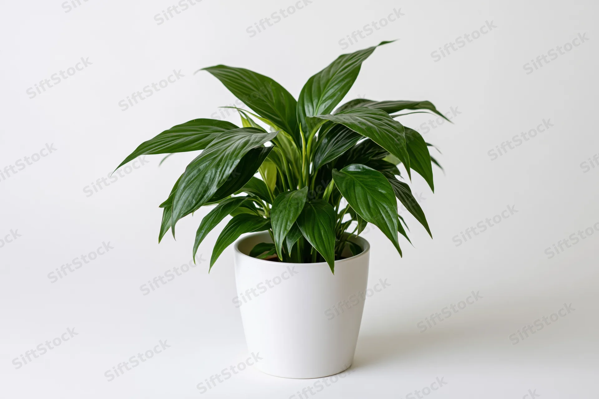 Spathiphyllum houseplant in white ceramic pot on plain white surface