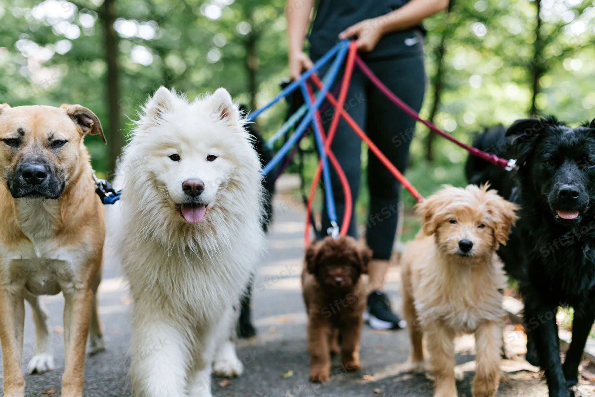 Woman dogwalker holding multiple colorful leashes walking group of dogs in park