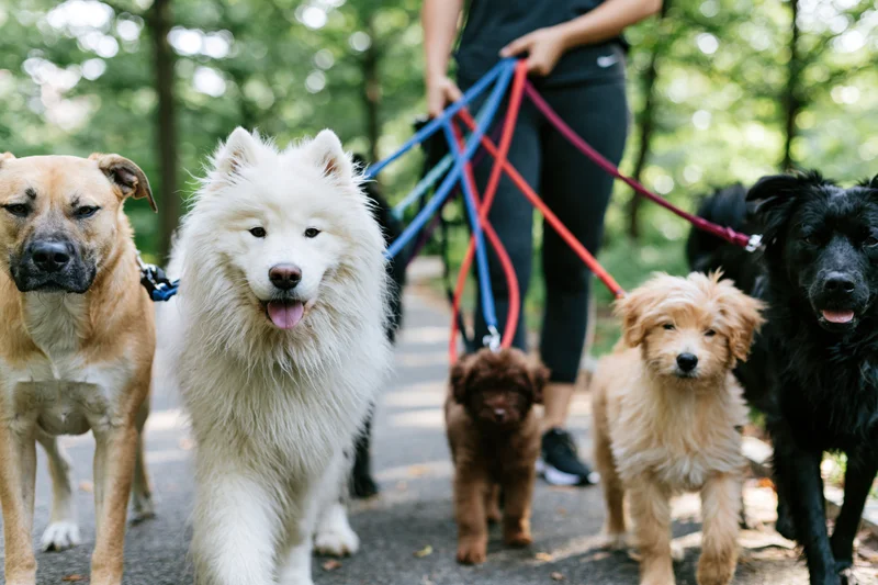 Woman dogwalker holding multiple colorful leashes walking group of dogs in park