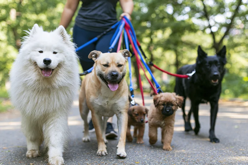 Woman walking multiple dogs on leashes in a park