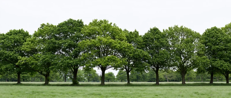 A row of mature broadleaf deciduous trees standing in a grassy field under an overcast sky