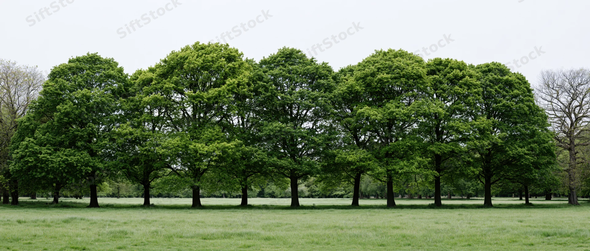 A row of mature broadleaf deciduous trees standing along a grassy field in a park landscape