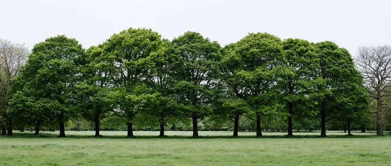 A row of mature broadleaf deciduous trees standing along a grassy field in a park landscape