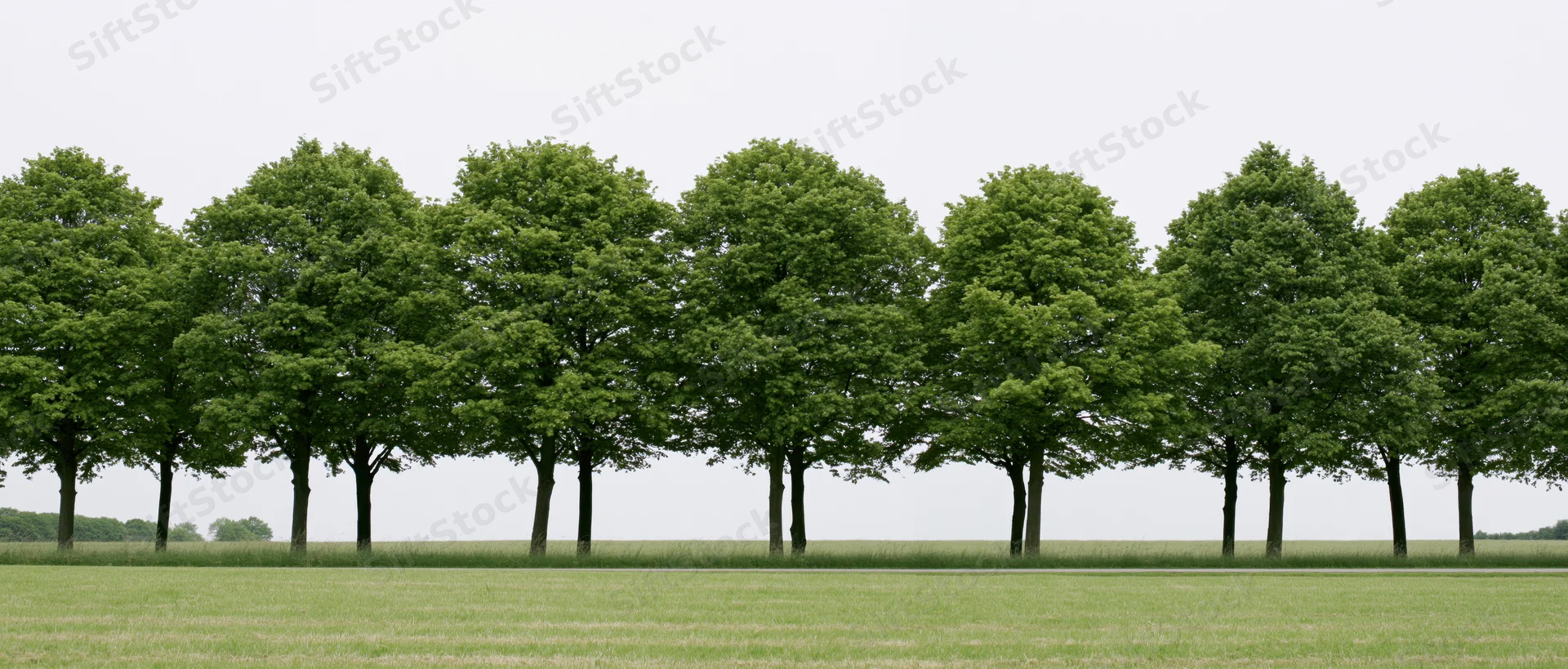 A row of mature broadleaf deciduous trees standing along a grassy field under an overcast sky