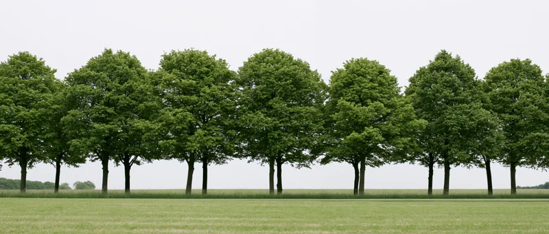 A row of mature broadleaf deciduous trees standing along a grassy field under an overcast sky