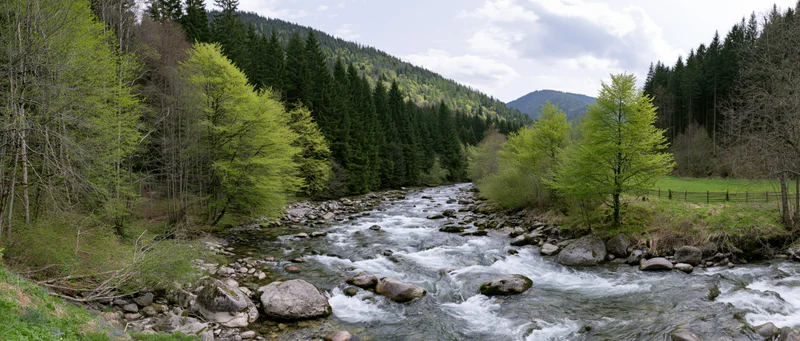 Shallow mountain river rushing over smooth rocks and boulders through forested valley