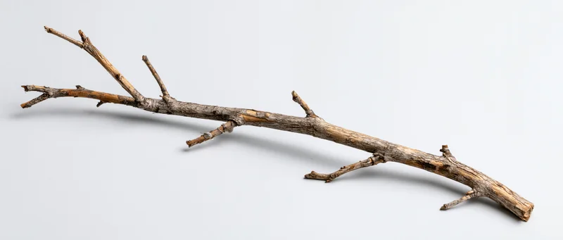 Dead tree branch with small twigs lying on white surface