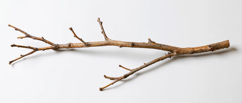 A single bare dead tree branch with small twigs lying on a white surface