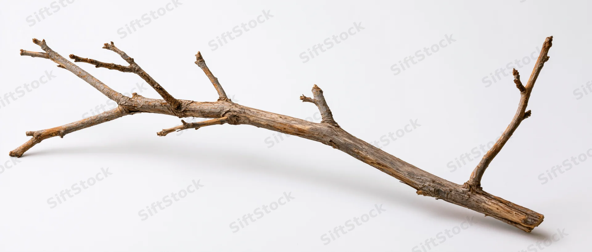 A single bare dead tree branch with small twigs isolated on white background