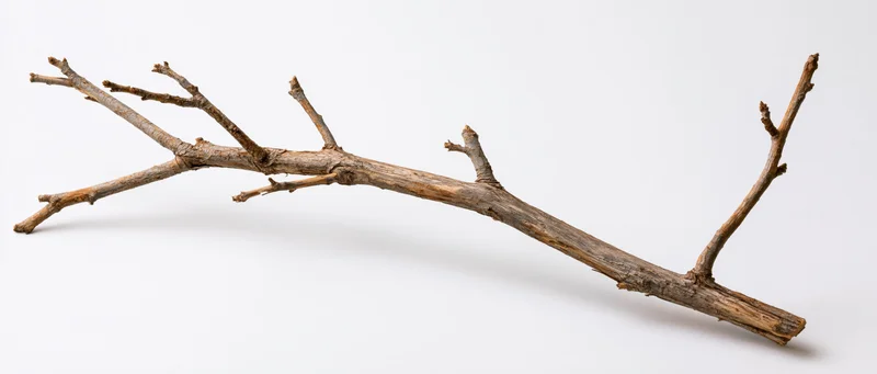 A single bare dead tree branch with small twigs isolated on white background