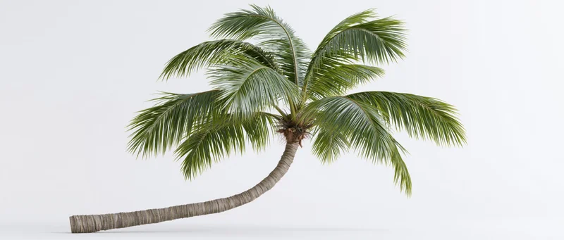 Leaning coconut palm tree on white background with copyspace