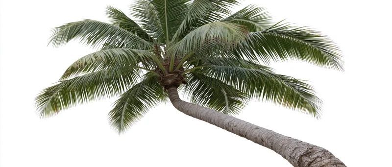 Leaning coconut palm tree with green fronds against white background